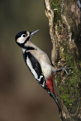 Great-spotted woodpecker, Dendrocopos major