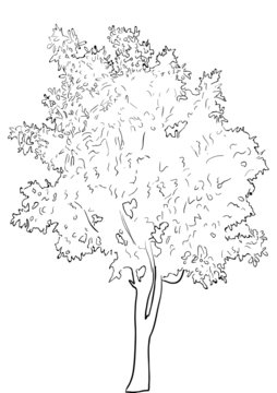 tree sketch isolated on white background