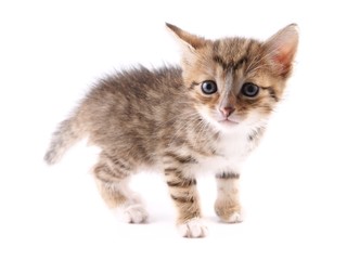Little 30 day old kitten