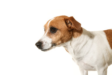 Naklejka na ściany i meble Adorable little dog, isolated on white background
