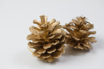 plain isolated pine cones