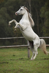 Naklejka na ściany i meble Gorgeous arabian stallion prancing