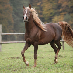 Gorgeous arabian stallion with long flying mane