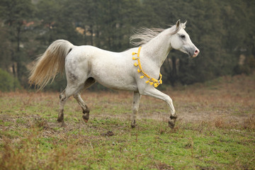Fototapeta na wymiar Nice white arabian stallion with flying mane