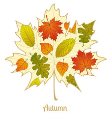 Vector autumnal maple leaf background