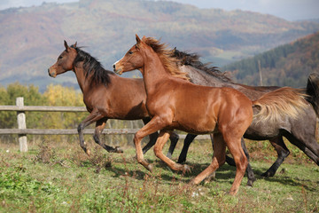 Group of horses running on autumn pasturage
