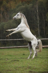 Obraz na płótnie Canvas Gorgeous arabian stallion prancing