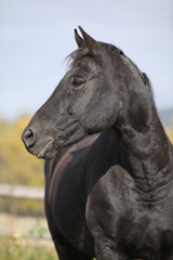 Obraz premium Black horse on pasturage in autumn
