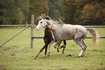 Obraz na płótnie Canvas Two stallions playing on pasturage
