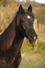 Nice black kabardin horse in autumn