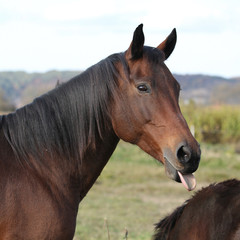 Fototapeta premium Nice kabardin horse showing its tongue