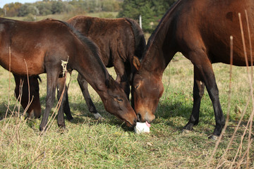Kabardin horse with lick-log on pasturage