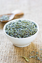 Lavender