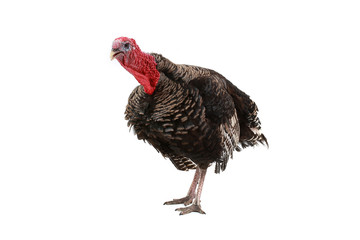 Turkey