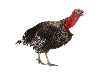 Turkey