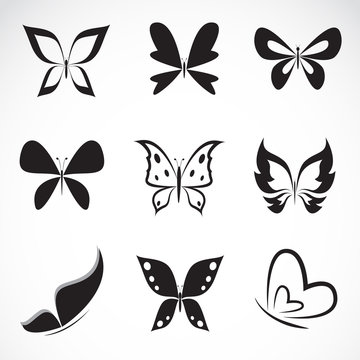 Vector group of butterfly