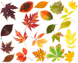 Fototapeta premium Collection of beautiful colored autumn leaves isolated on white
