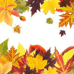 Fototapeta premium Frame of beautiful colored autumn leaves isolated on white