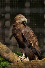 White-tailed Eagle (Haliaeetus albicilla), bird in a cage