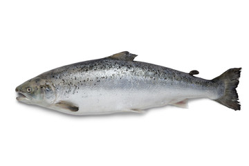 Obraz premium Fresh salmon fish