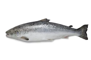 Crédence de cuisine en verre imprimé Poisson Fresh salmon fish