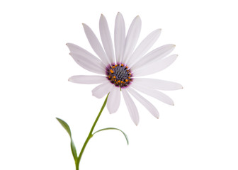 beautiful white daisy