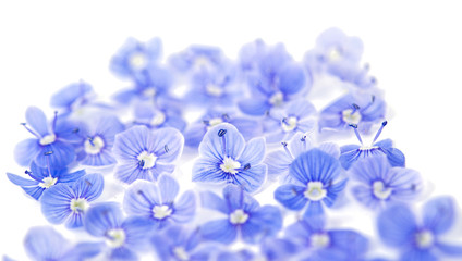 Fototapeta na wymiar beautiful blue flowers