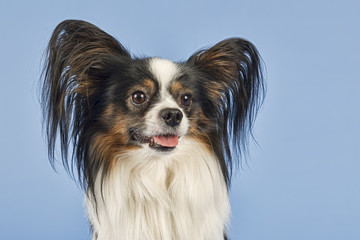 Hunde-Papillon-10026