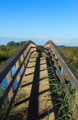 Bicycle bridge and reed in a wetland