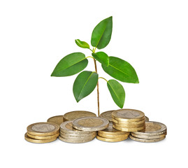 Sapling growing from coins