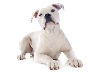 puppy american bulldog