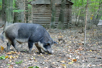 Wild boar in autumn forest
