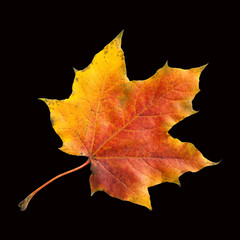 Ahornblatt, Ahornbaum, Herbstblaetter;