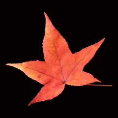 Ambeerbaumblatt, Liquidambar, styraciflua, Storaxbaum, Seesternb