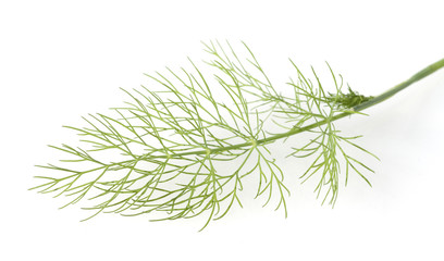 Dill, Anethum graveolens, Dillblaettchen,