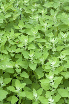 Gartenmelde; Atriplex; hortensis; Melde;