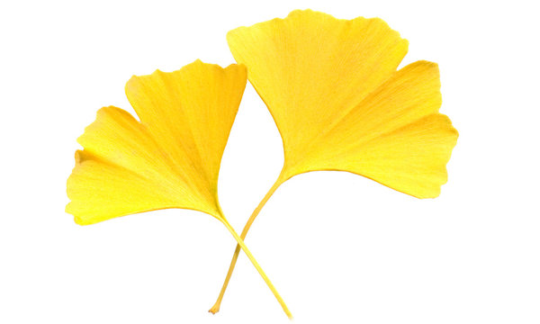 Ginkgoblaetter, Ginkgo, biloba, Ginkgonadel, Herbstblaetter;