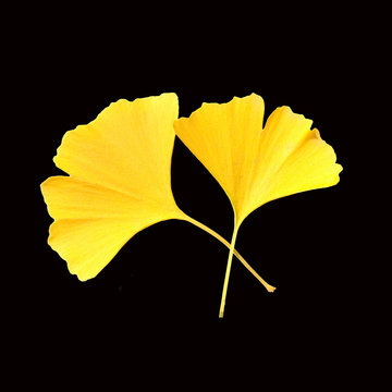 Ginkgoblaetter, Ginkgo, biloba, Ginkgonadel, Herbstblaetter;