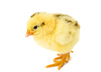 beautiful little chicken