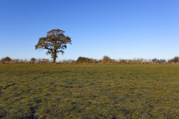 Obraz premium autumn frost