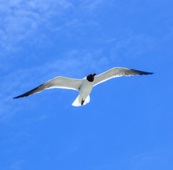 Fototapeta na wymiar seagull is flying