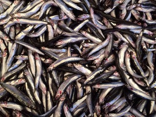 Küçük ancak besin değeri büyük olan balık Hamsi