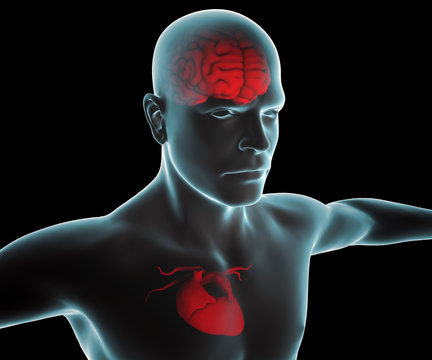Corpo umano con cuore e cervello ai raggi x