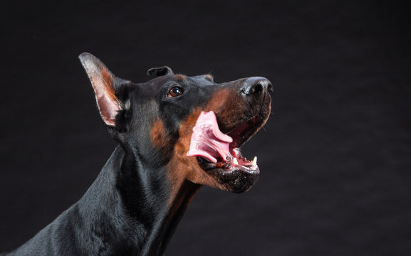 Doberman Dog Portrait On Black Background