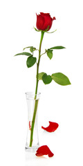 Red rose in vase and two petals