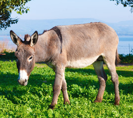 Cute Donkey