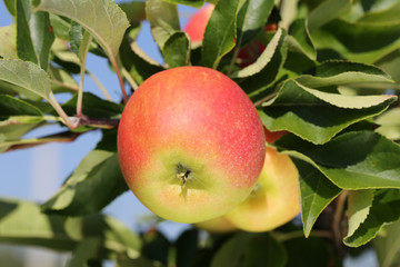 Äpfel auf einem Apfelbaum im Garten