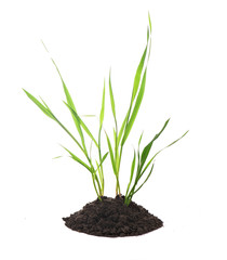 Sprouts of wheat grow from the earth on a white background