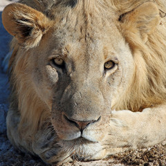 Löwe im Etosha Nationalpark. Namibia