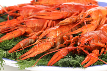 Tasty boiled crayfishes with fennel on plate close-up